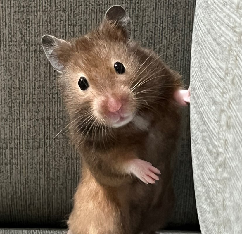 中和環測-黃文琦 profile