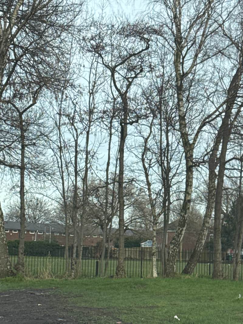 walking near me in Gorton Park in winter