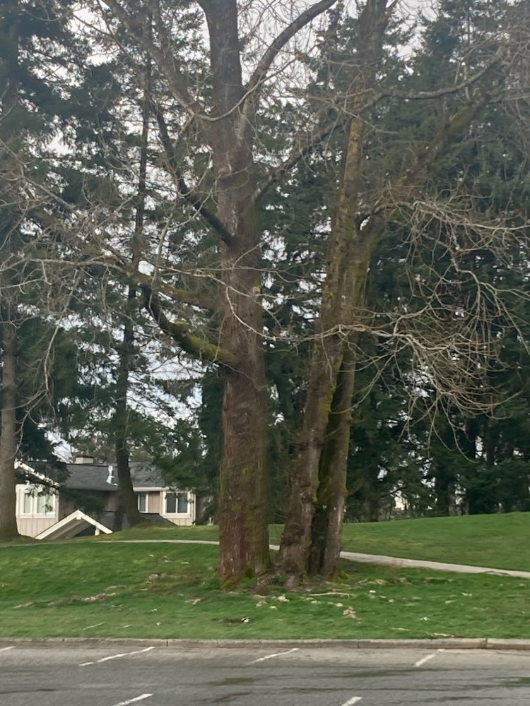 walking near me in McKitrick Park in spring