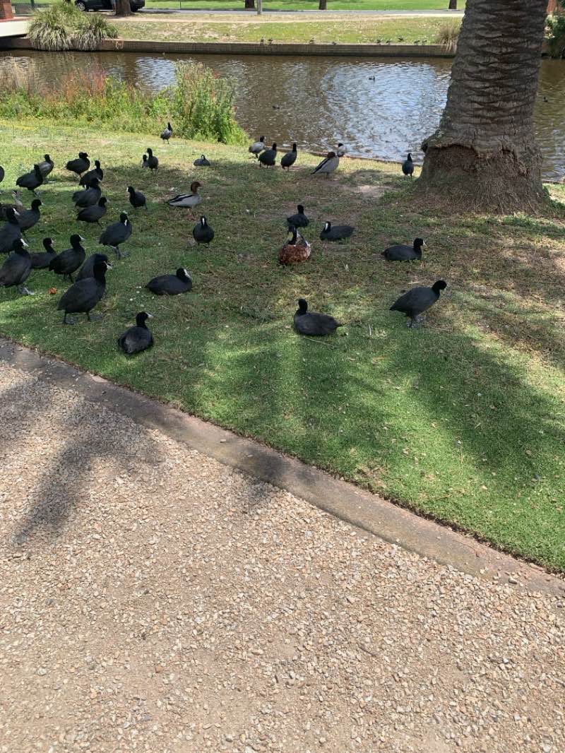 walking near me in Morwell Park in summer