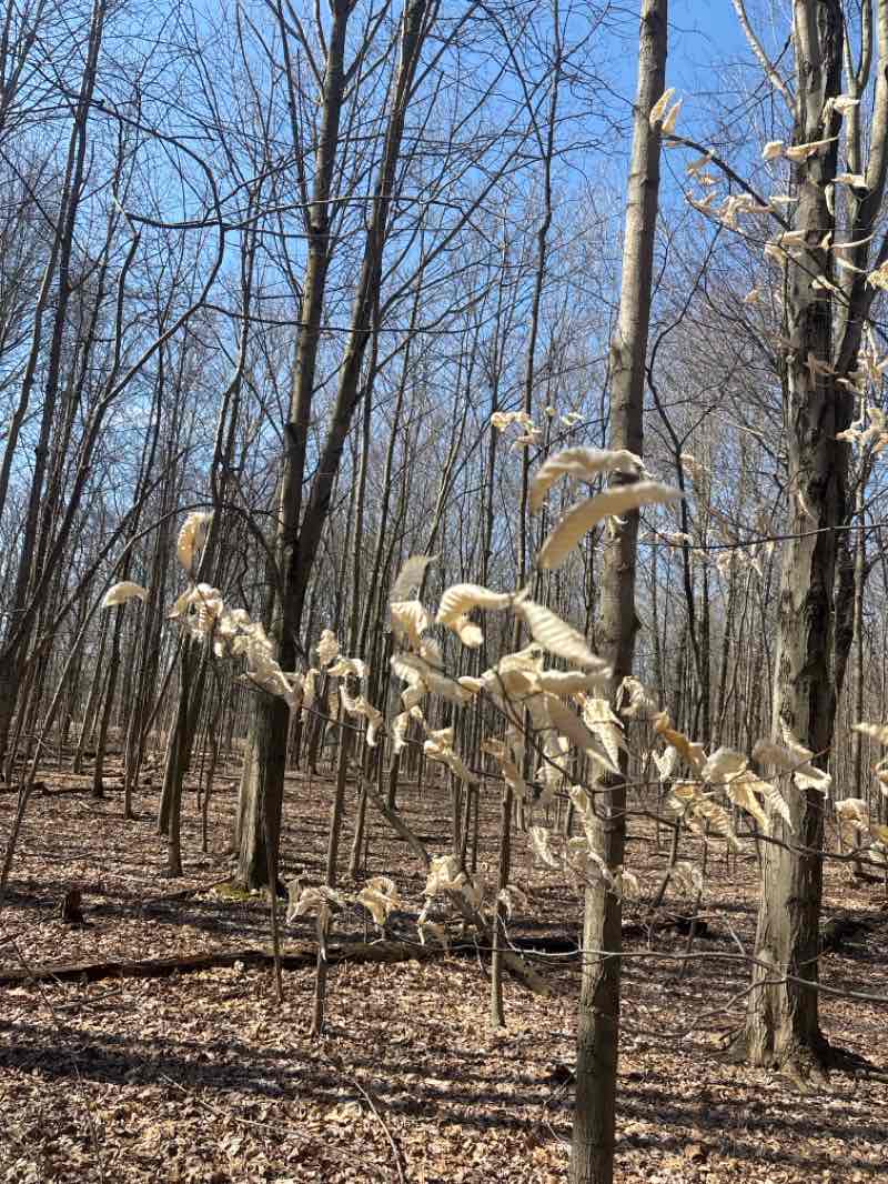 walking near me in French Creek Reservation in spring