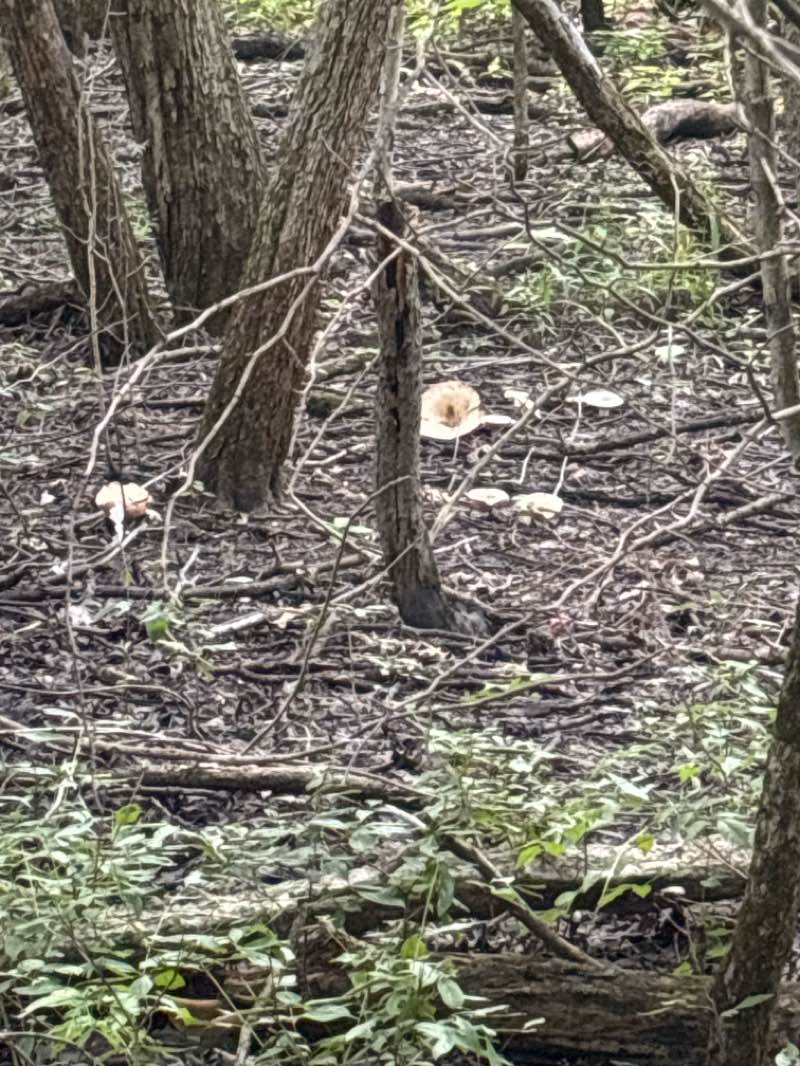 walking near me in French Creek Reservation in summer