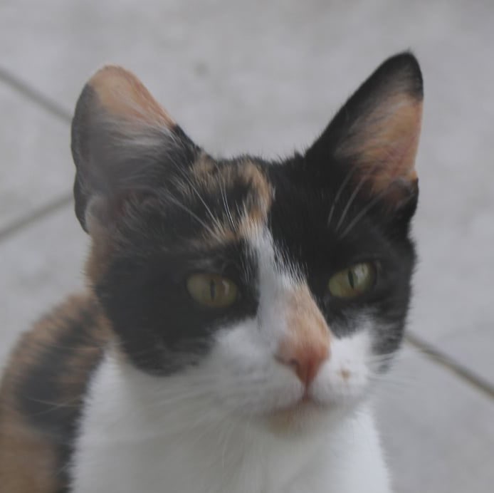Marcelina profile