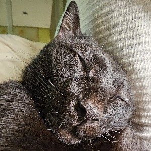 Adlina icon