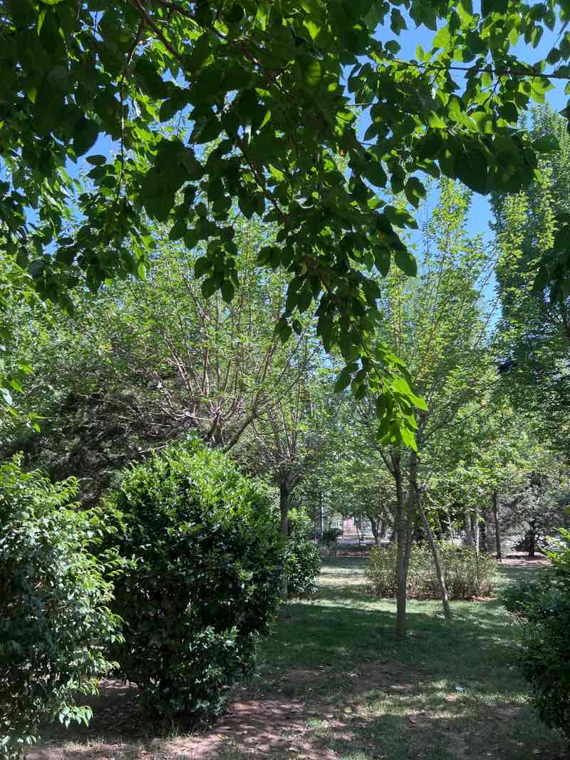 walking near me in Tamaddon park in summer