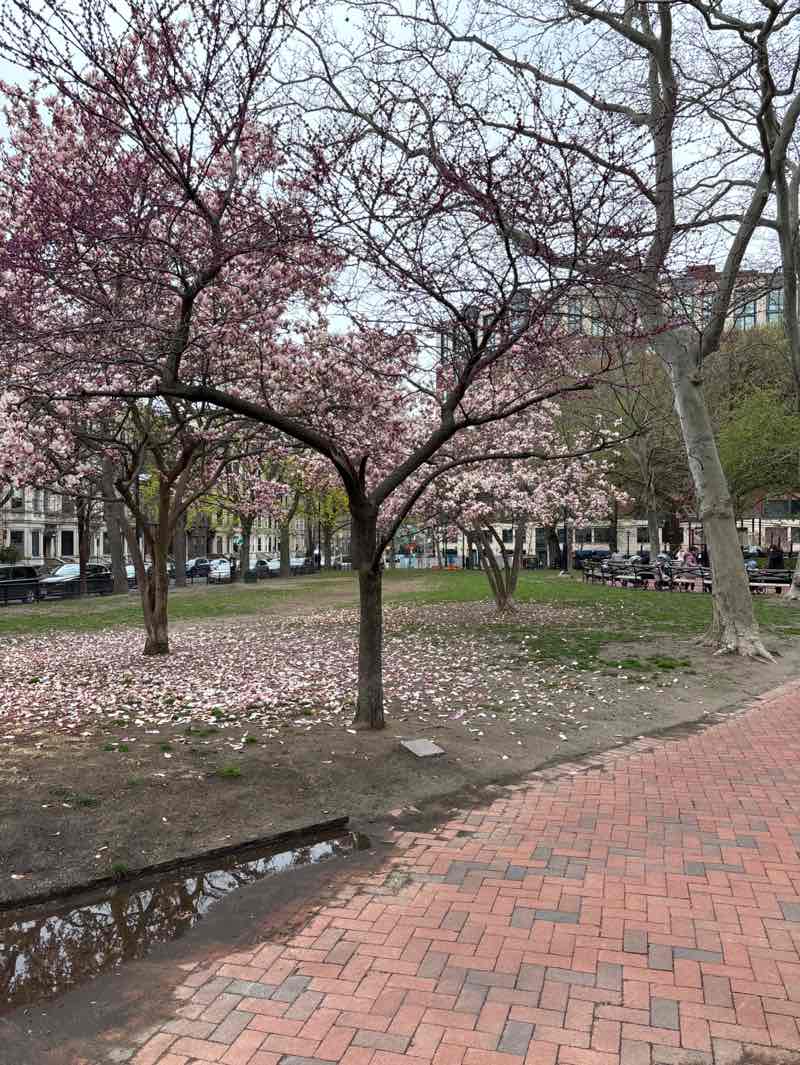walking near me in Elysian Park in spring