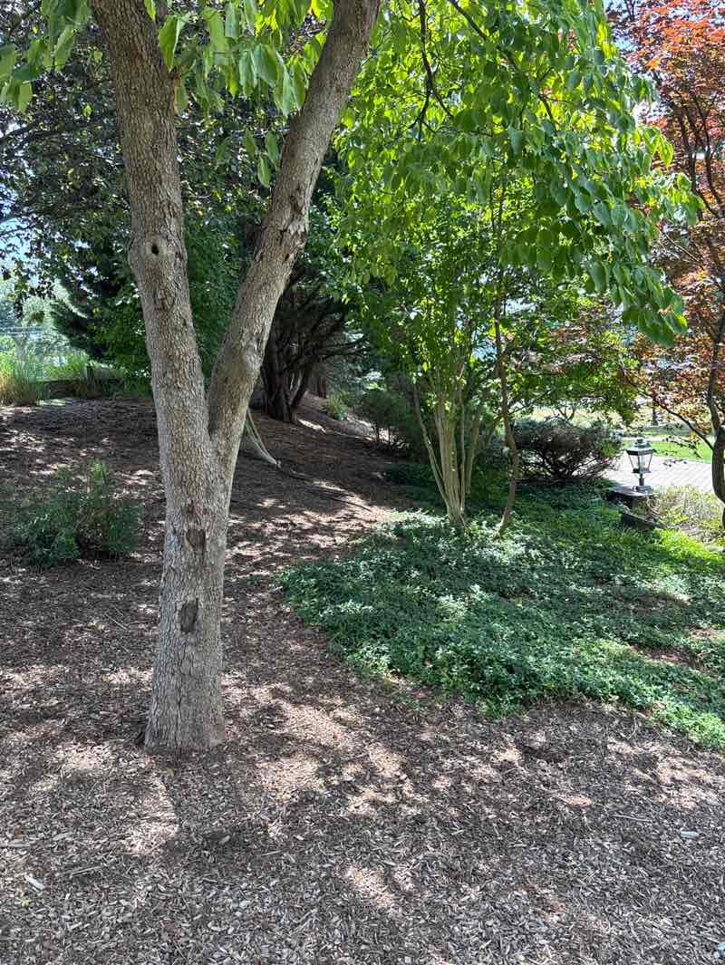 walking near me in Crane Park in summer