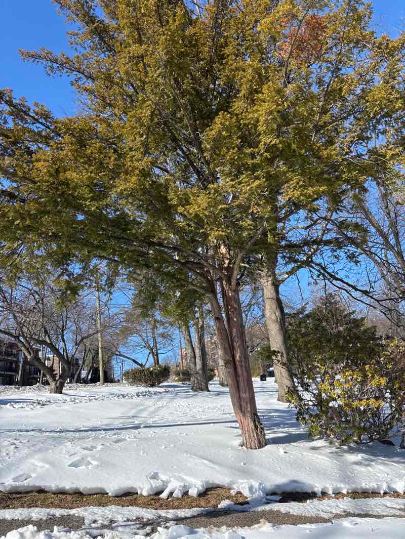 walking near me in Graz Park in winter