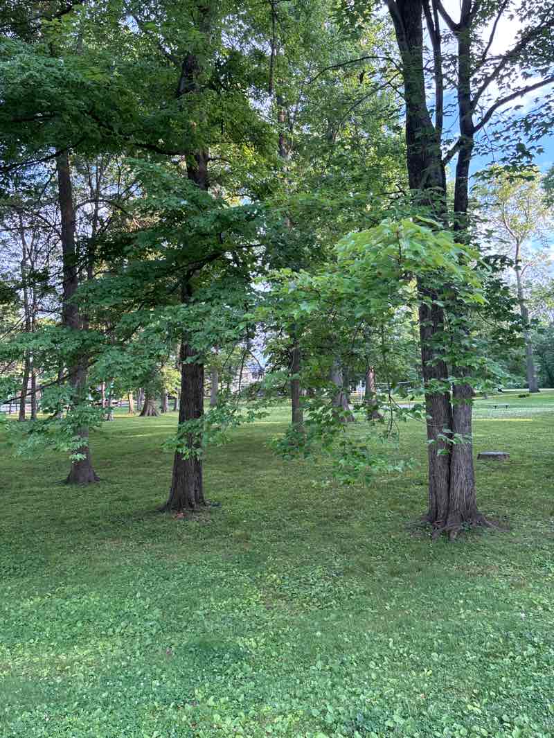walking near me in Knoll Park in summer