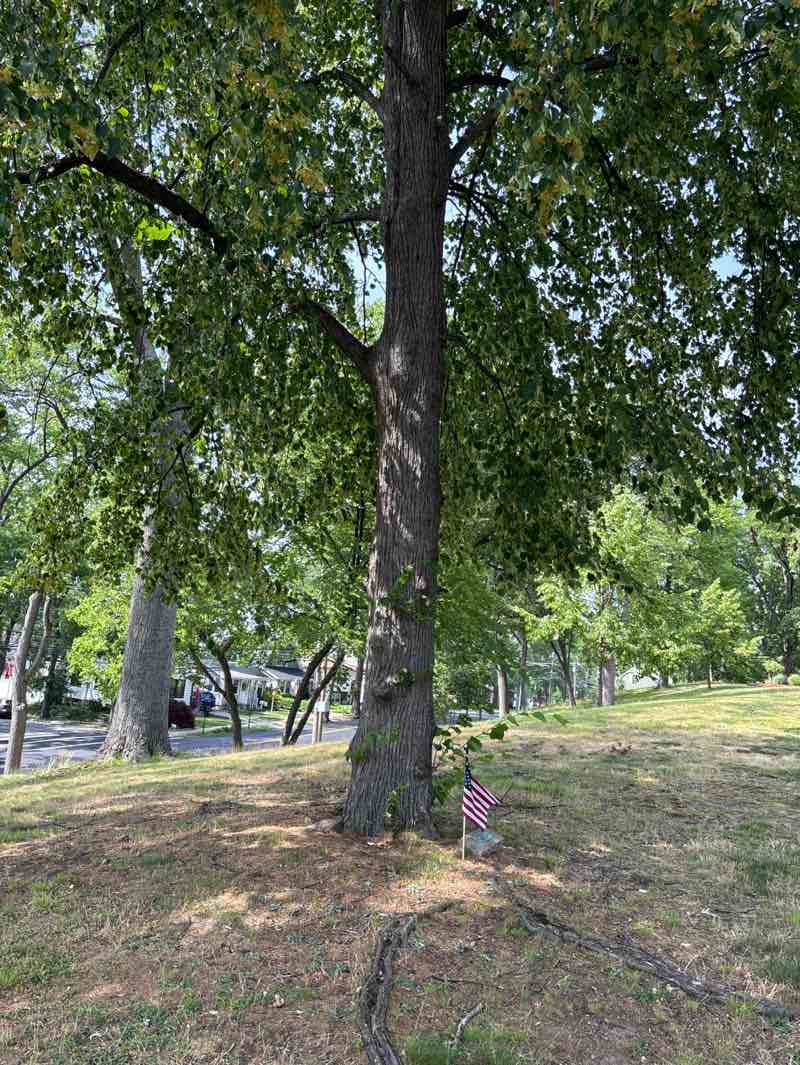 walking near me in Sunset Park in summer