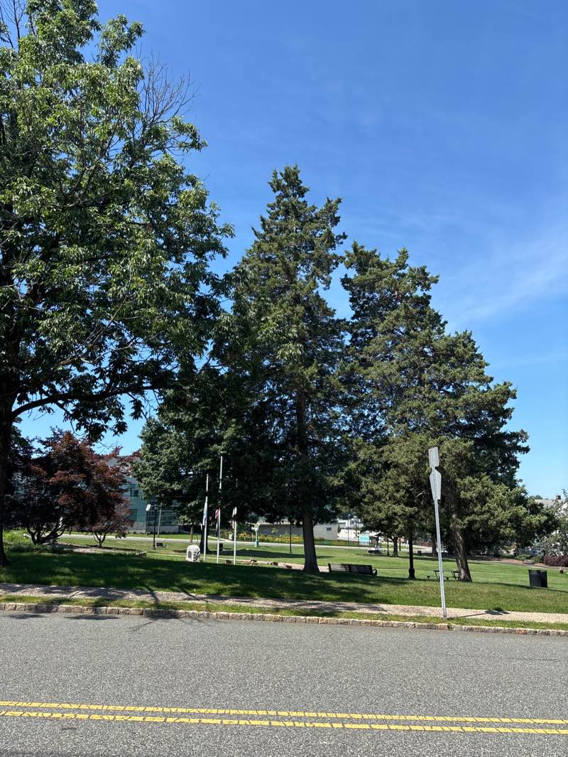 walking near me in Crane Park in summer