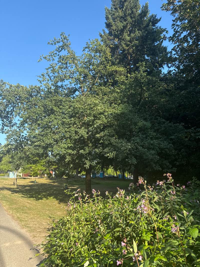 walking near me in Bear Creek Park in summer