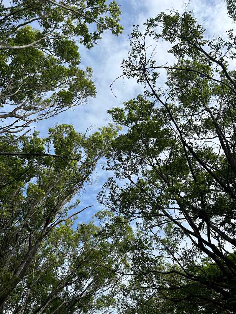 walking near me in Parque del Oriente in summer