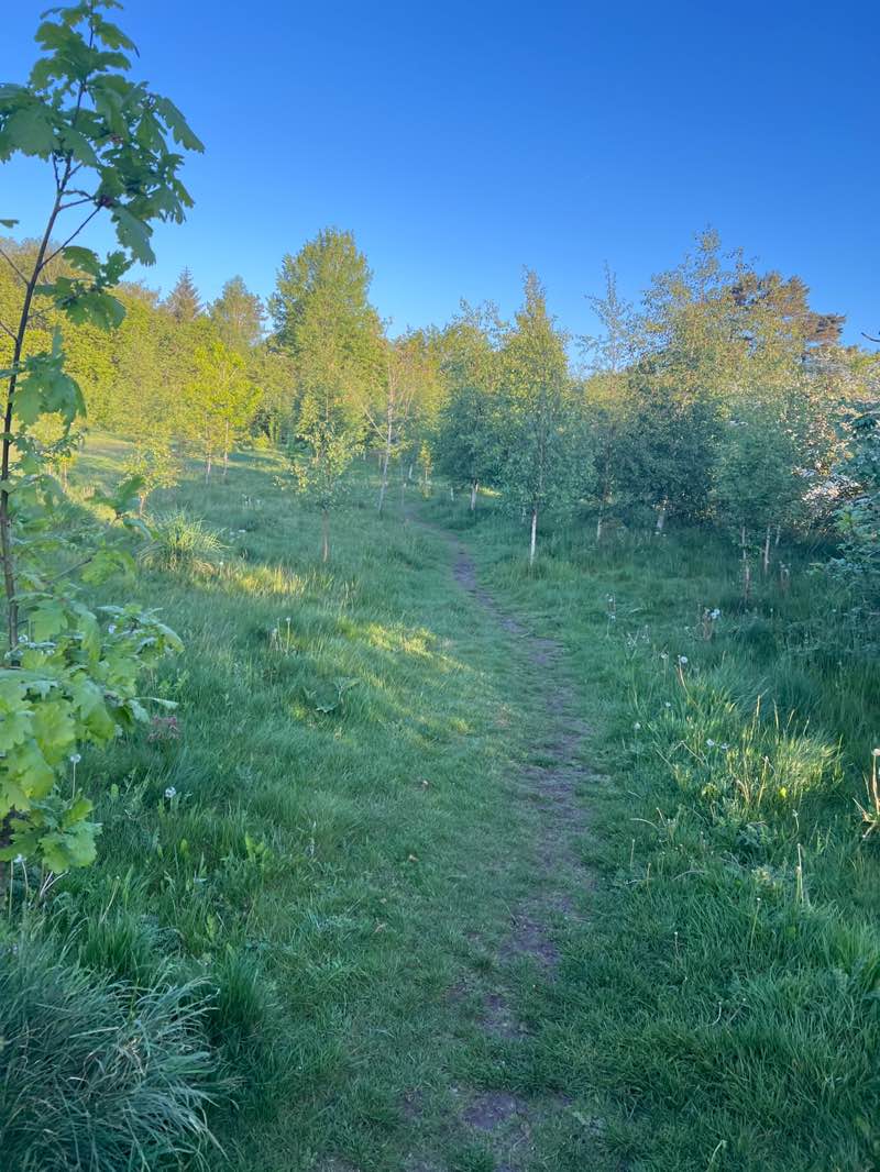 walking near me in Rhead’s Meadow in spring