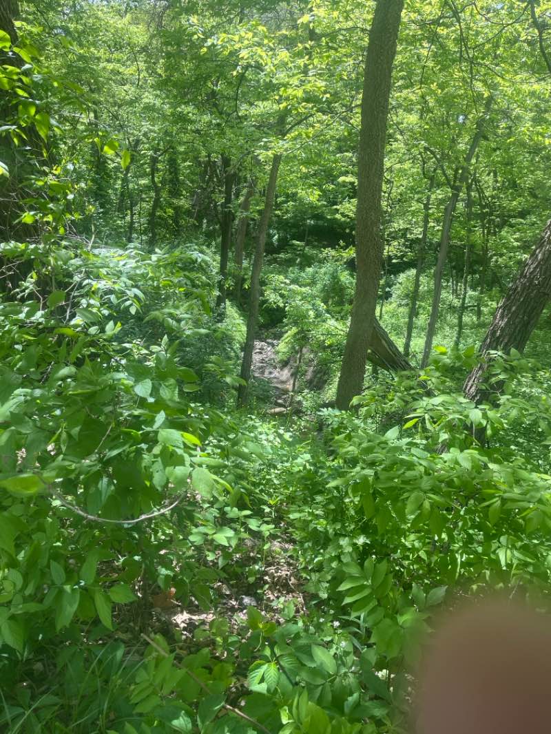 walking near me in Elmwood Park in spring
