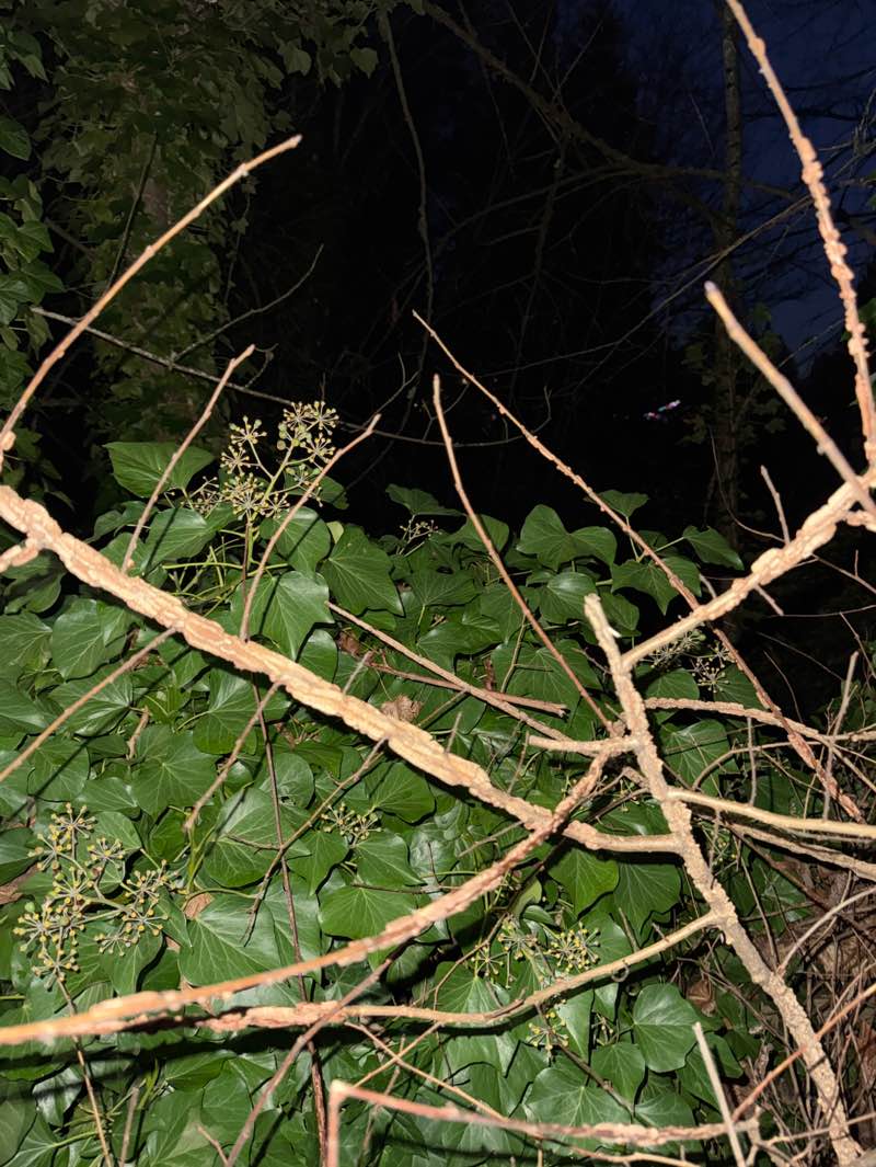 walking near me in Hazen Hills Park in winter