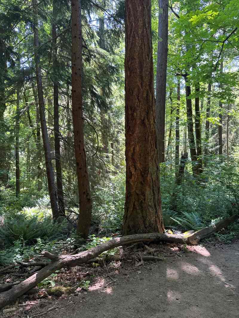 walking near me in Saint Edward State Park in summer