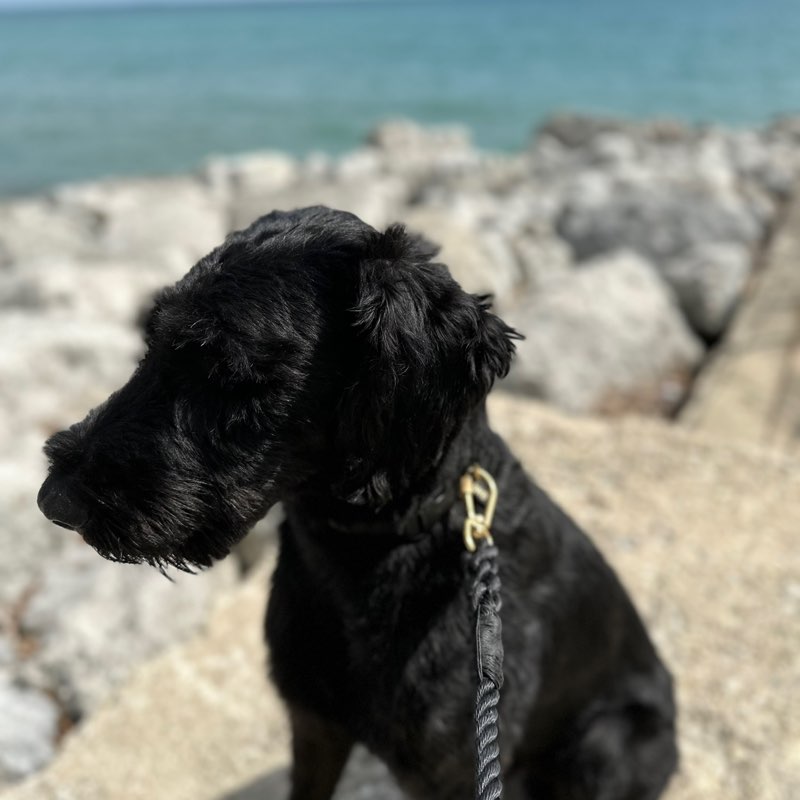 Thug Walks Talhlia post image