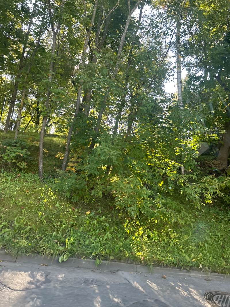 walking near me in Ziemeļblāzmas parks in autumn