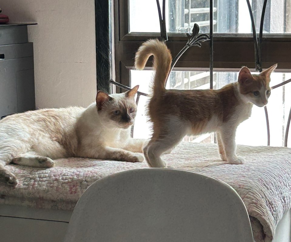 M e O w Z e R s 🇲🇾