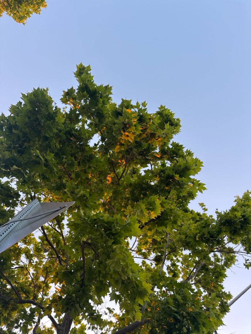walking near me in Mount Eden Park in summer