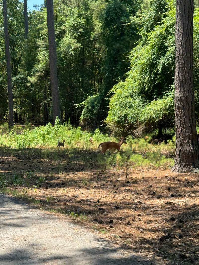 walking near me in Dellinger Park in winter
