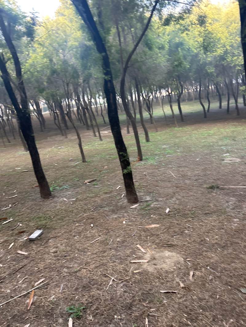 walking near me in Janeshwar Mishra Park in winter