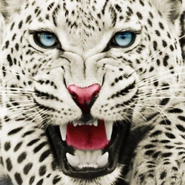 White Jaguar