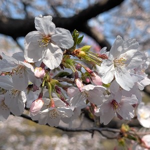 Iwata Yoriaki profile