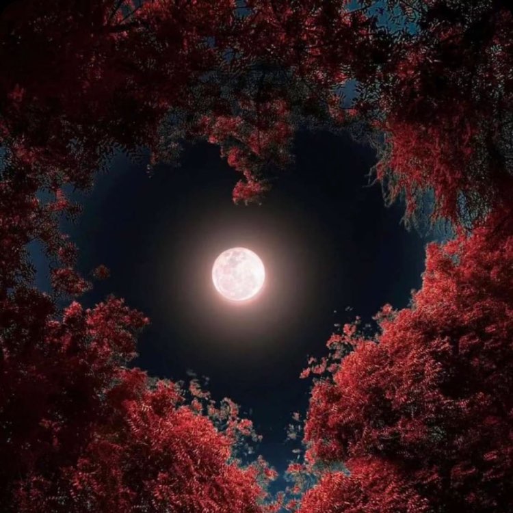 أبو يحيى profile