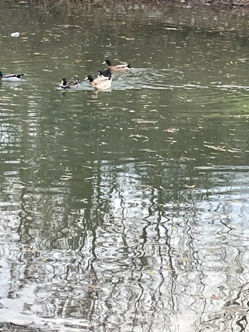walking near me in Boerne Park in winter