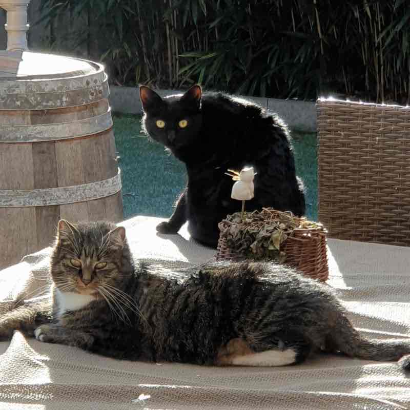 Angel Alfredo from Ostfriesland post 2