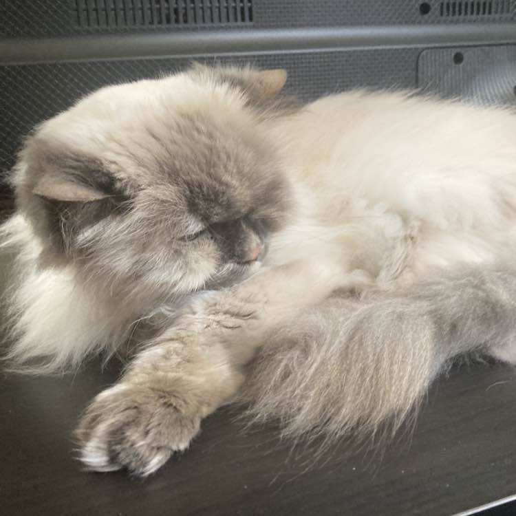 deviled runner post 2