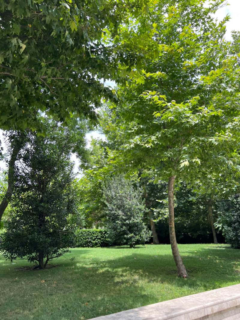 walking near me in Şəhriyar Bağı in winter
