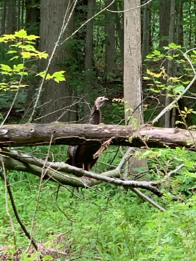 walking near me in Reinstein Woods Nature Preserve And Environmental Education Center in summer