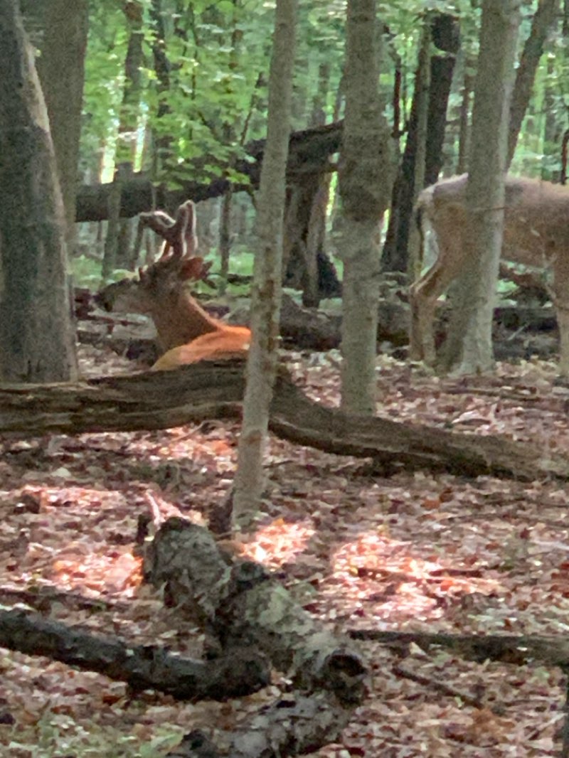 walking near me in Stiglmeier Park in summer