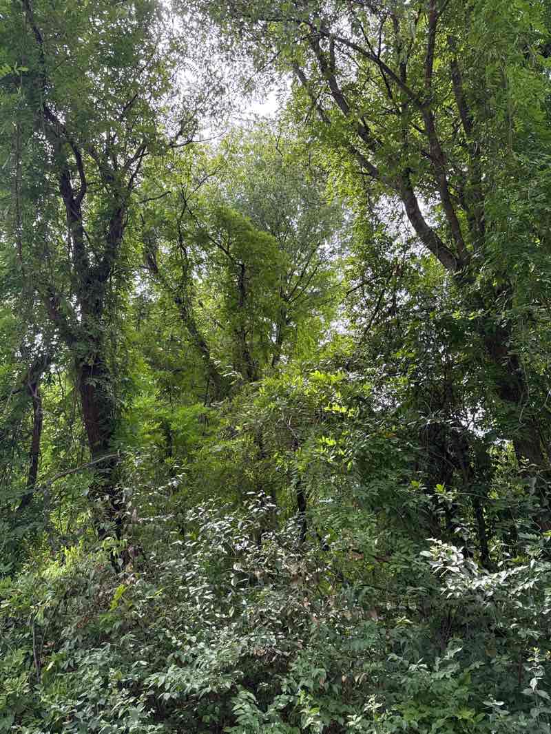 walking near me in Lyon Park in summer