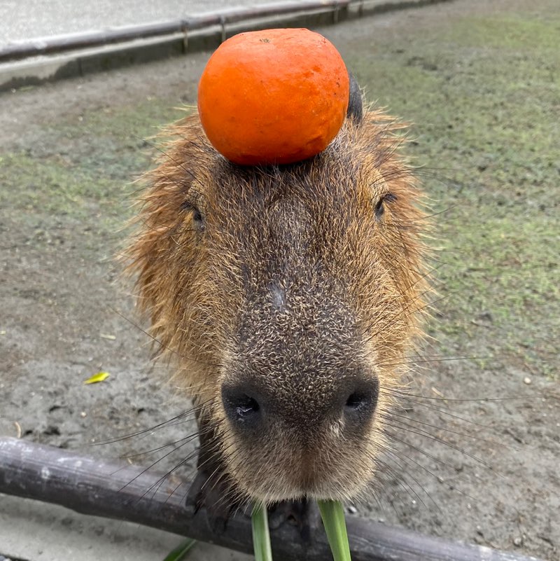 YT（卡皮巴拉卡皮巴拉） icon