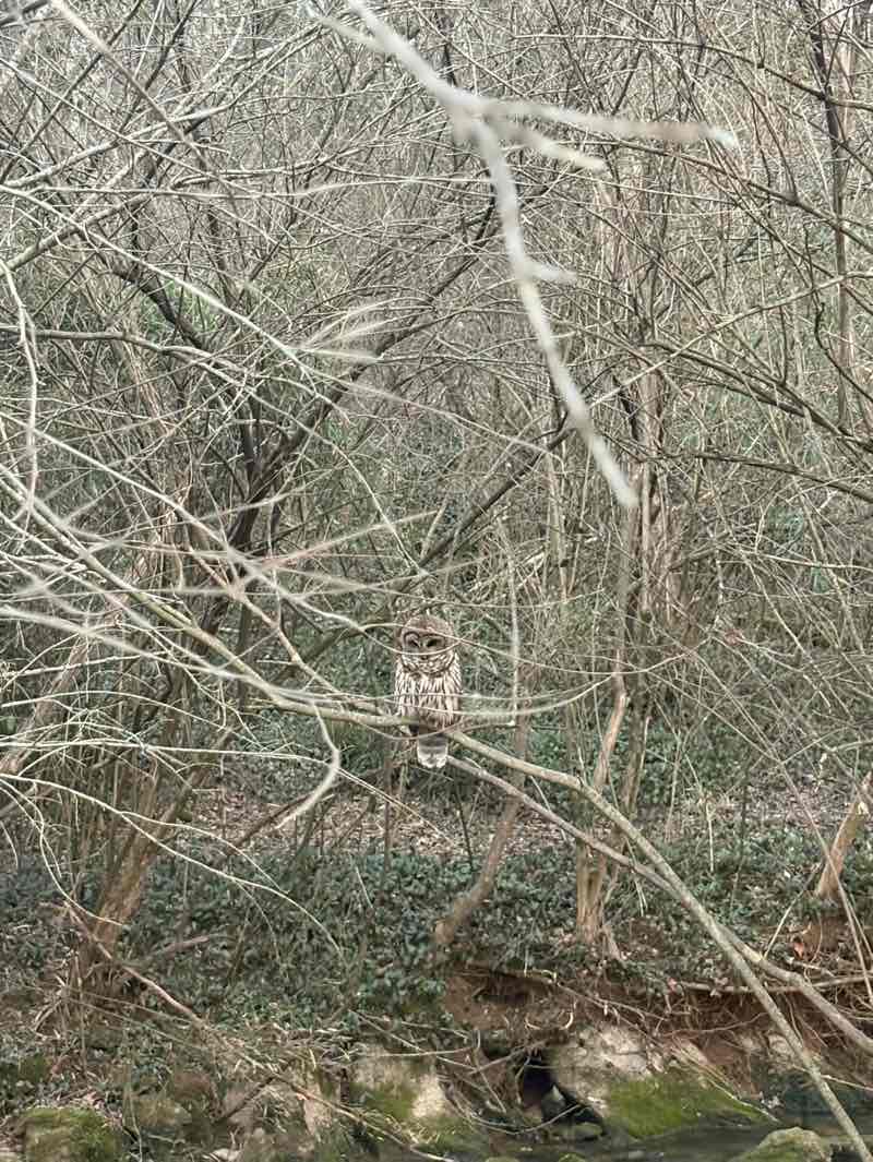 walking near me in Victor Ashe Park in winter