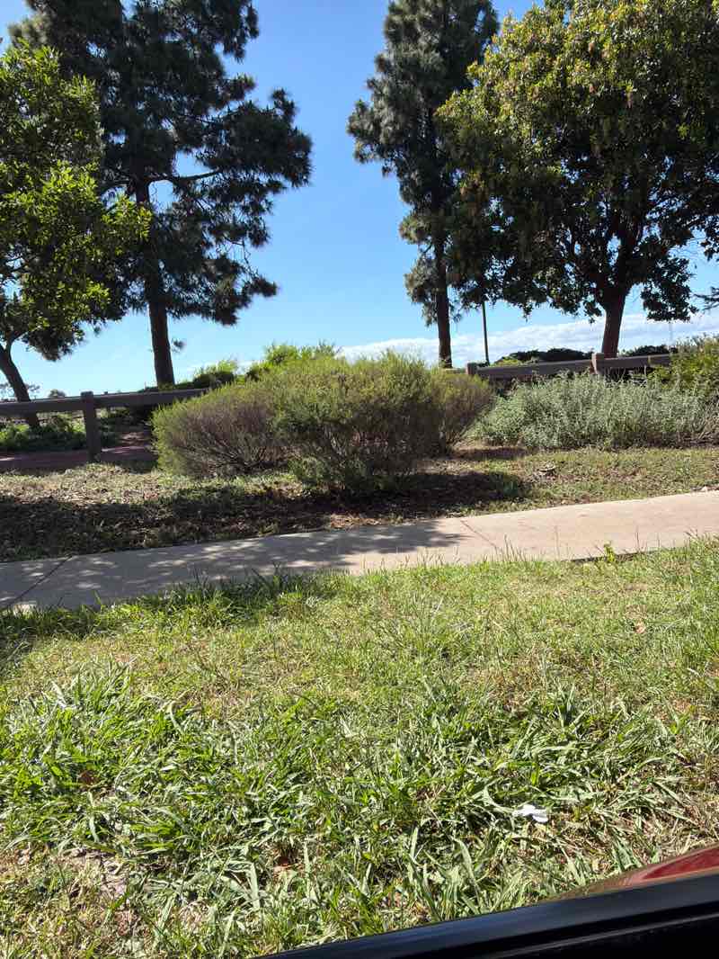 walking near me in Ingold Park in spring
