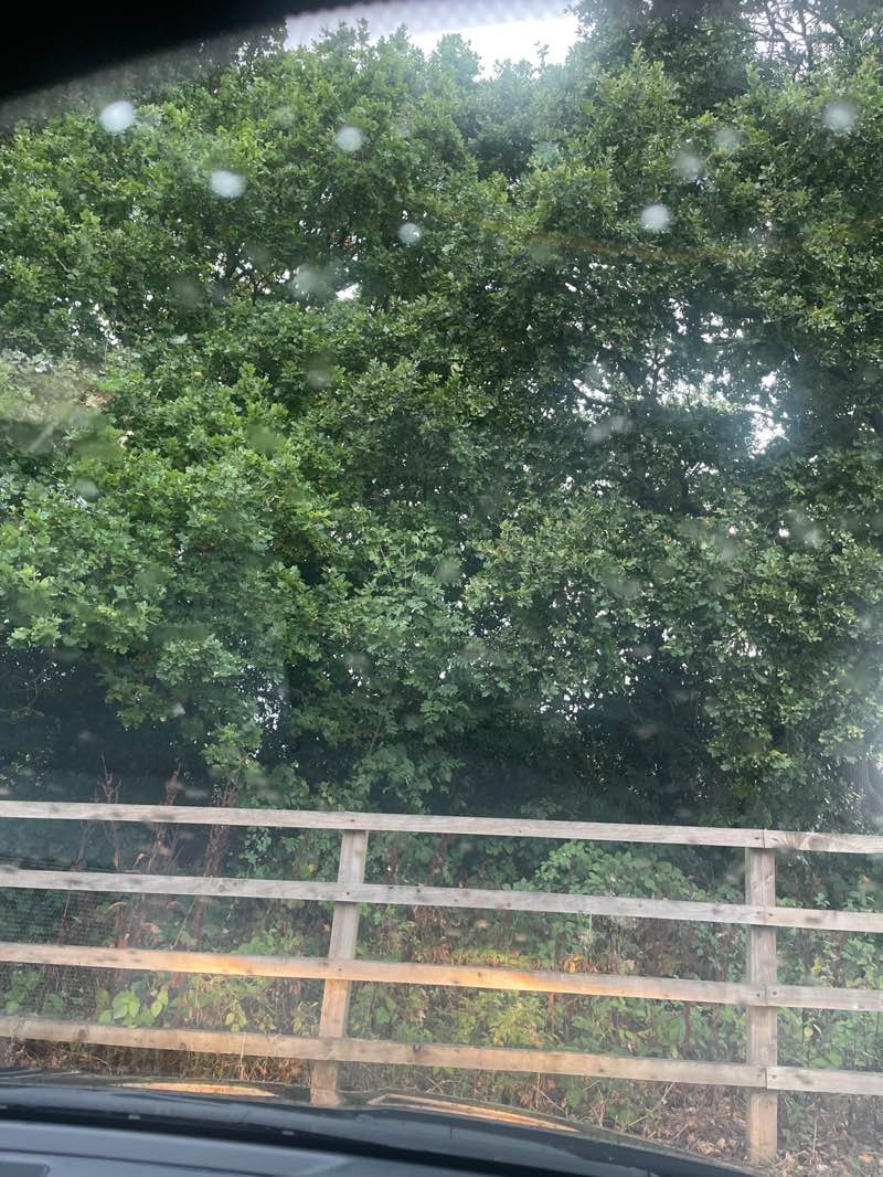 walking near me in Adam's Field park in autumn