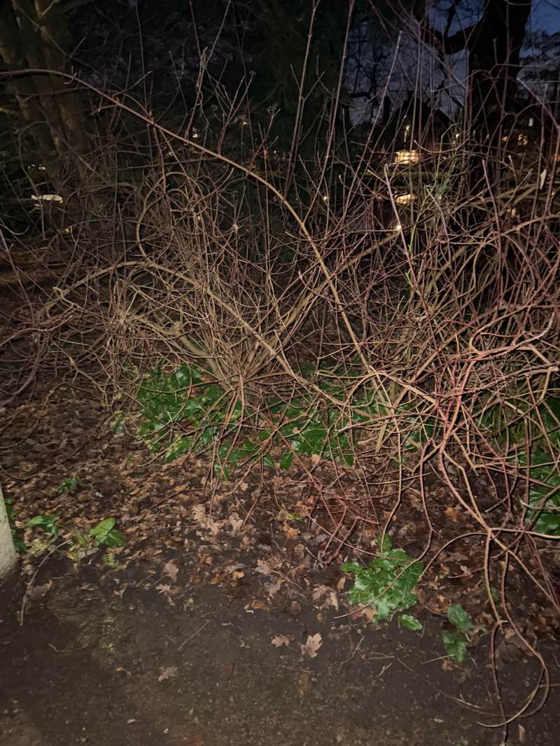 walking near me in Broersepark in winter