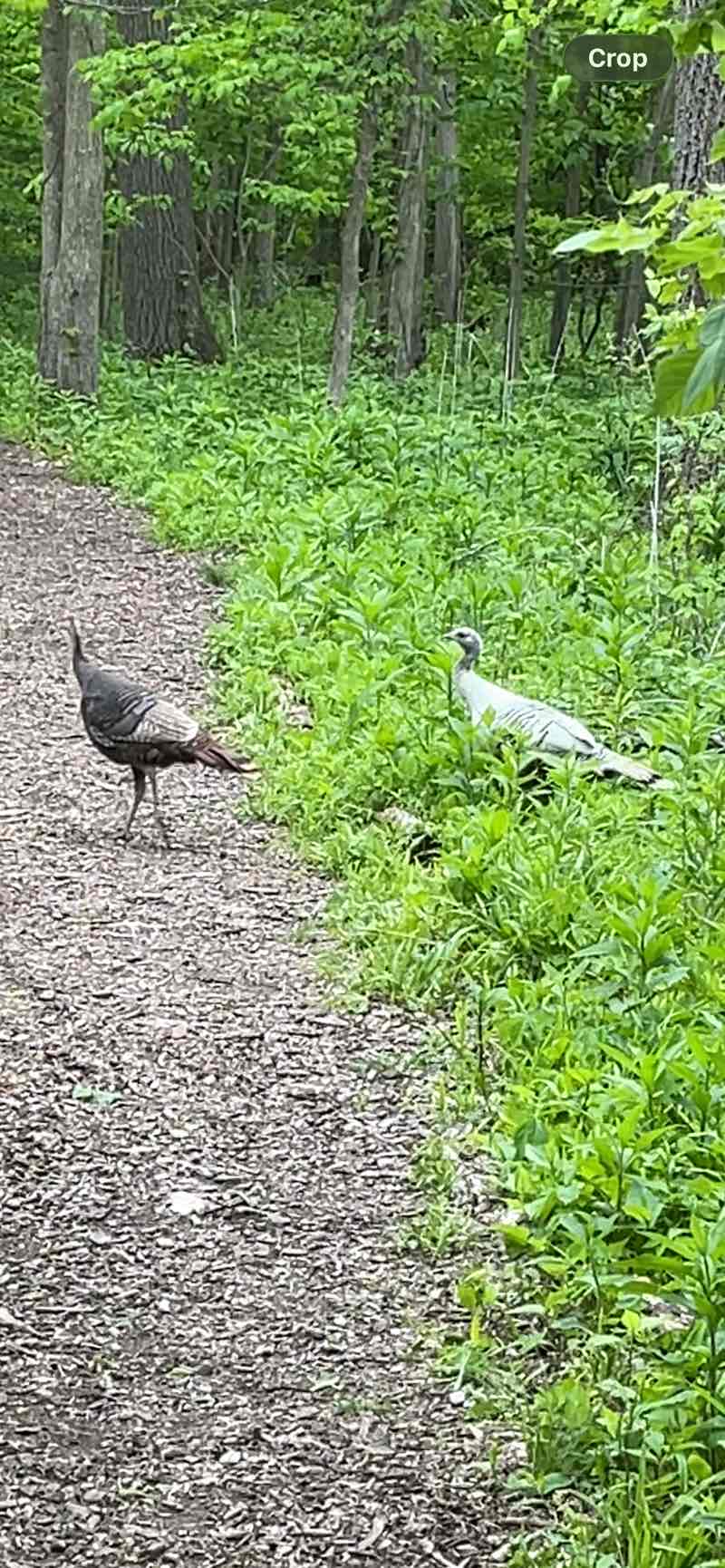 walking near me in Ford Field in summer