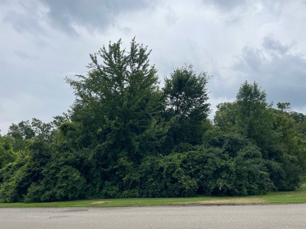 walking near me in Wallaceville Soccer Fields in summer