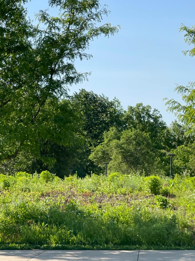 walking near me in Hines Parkway in summer