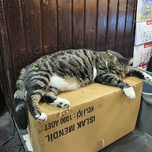 Black Cat 🐈‍⬛