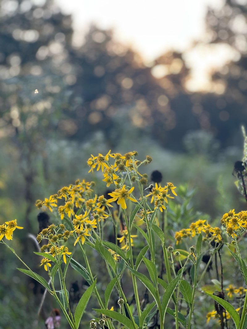 walking near me in D.F. Buchmiller County Park in autumn