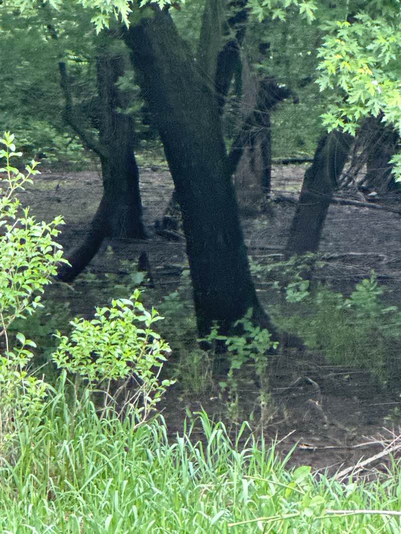 walking near me in Terrill Mill Park in summer