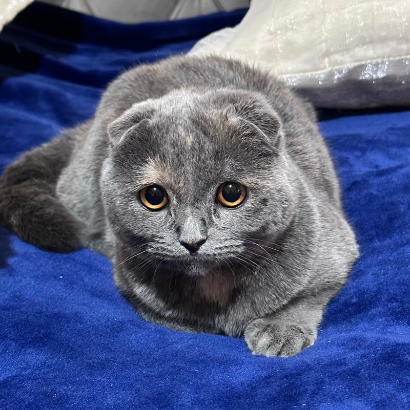 Bonu profile