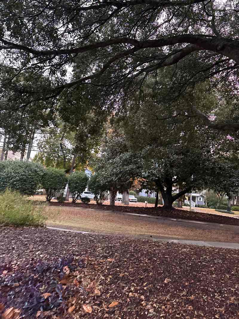 walking near me in Ocean Forest Memorial Park in autumn